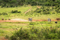 Addo Elephant National Park